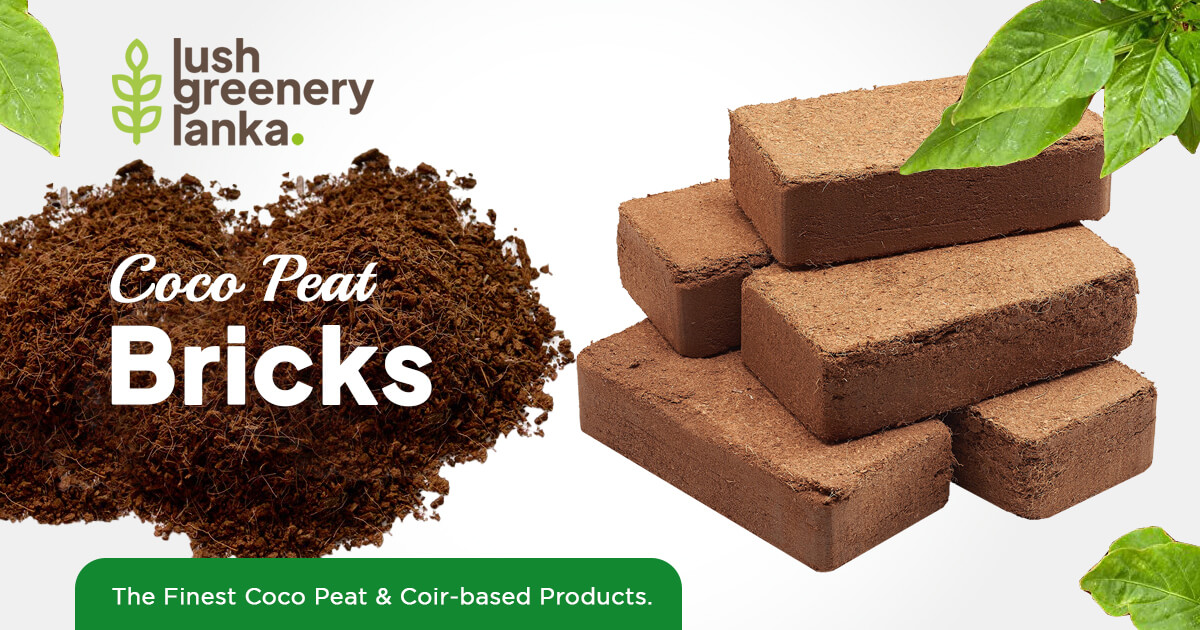 Coco Peat Bricks Lush Greenery Lanka Exporters